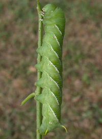 Carolina Sphinx